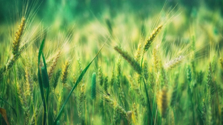 Un t&iacute;tulo para' La Dieta Mediterr&aacute;nea de Chefchaouen'