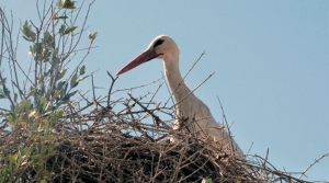 El proyecto Live Your Tour se presenta en feria de las aves de la mano de ADAD